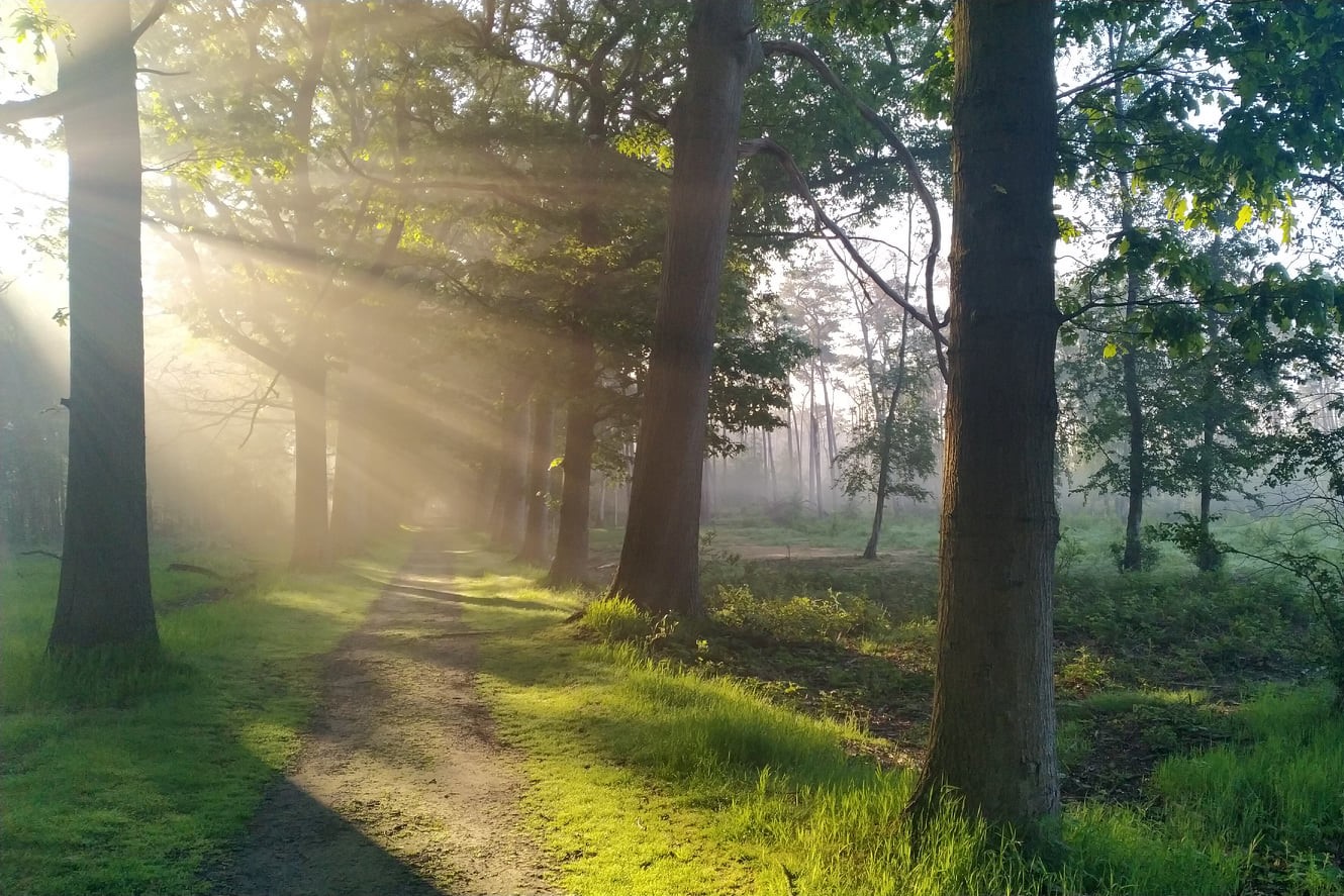 Heidebos|Heidebos